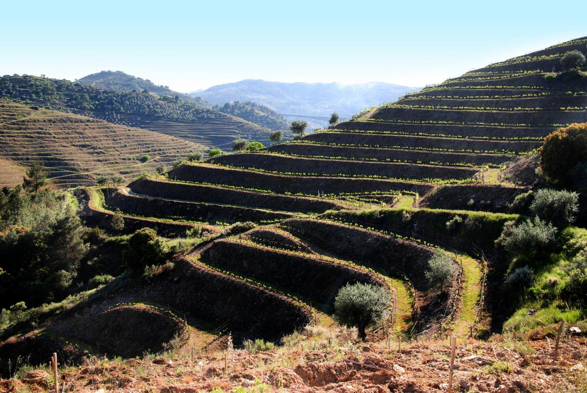 Вилла Casa Oliveiras Do Douro Sobreira Экстерьер фото