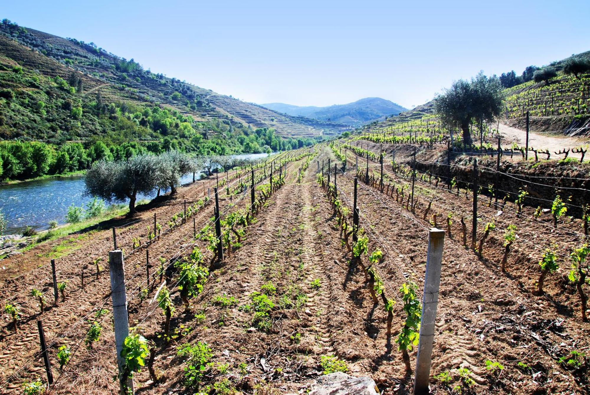 Вилла Casa Oliveiras Do Douro Sobreira Экстерьер фото
